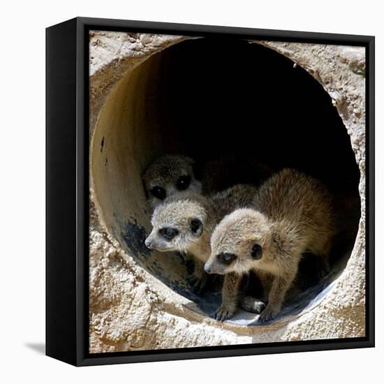 Three of Jenny the Meerkats New Babies Venture Out at London Zoo-null-Framed Premier Image Canvas