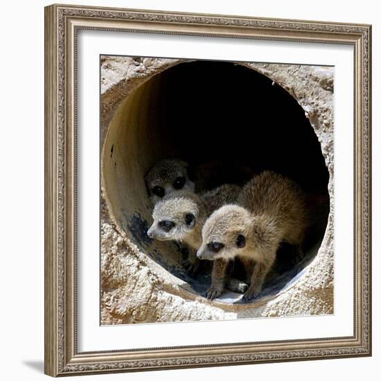 Three of Jenny the Meerkats New Babies Venture Out at London Zoo--Framed Photographic Print