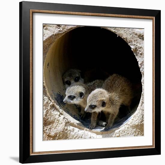 Three of Jenny the Meerkats New Babies Venture Out at London Zoo-null-Framed Photographic Print