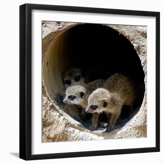 Three of Jenny the Meerkats New Babies Venture Out at London Zoo-null-Framed Photographic Print