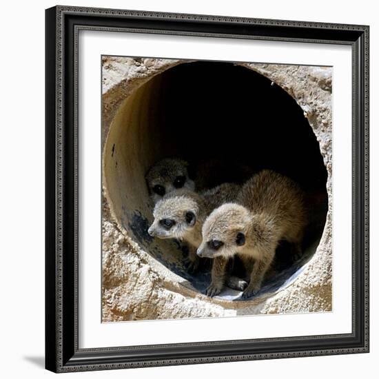 Three of Jenny the Meerkats New Babies Venture Out at London Zoo-null-Framed Photographic Print