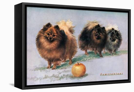 Three of Mrs. Hall Walker's Champion Pomeranians-null-Framed Stretched Canvas