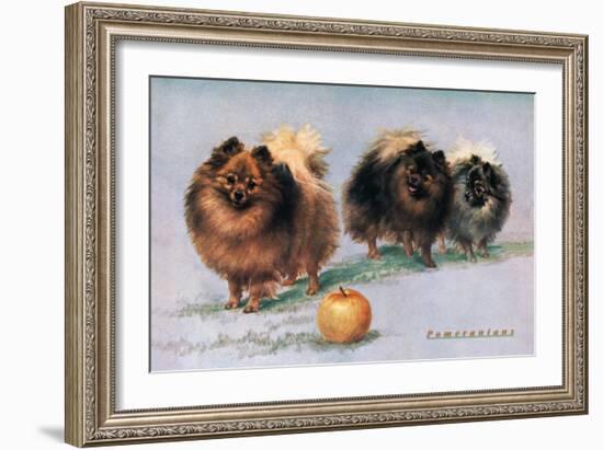 Three of Mrs. Hall Walker's Champion Pomeranians-null-Framed Art Print