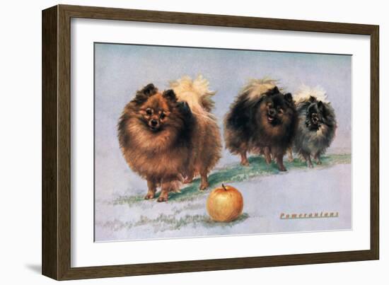 Three of Mrs. Hall Walker's Champion Pomeranians-null-Framed Art Print