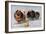 Three of Mrs. Hall Walker's Champion Pomeranians-null-Framed Art Print