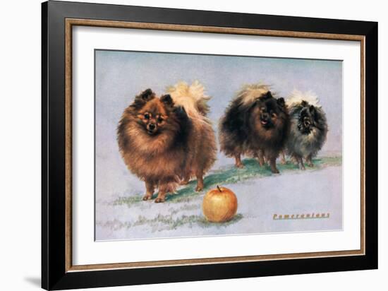 Three of Mrs. Hall Walker's Champion Pomeranians-null-Framed Art Print