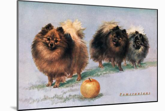 Three of Mrs. Hall Walker's Champion Pomeranians-null-Mounted Art Print