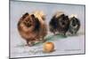 Three of Mrs. Hall Walker's Champion Pomeranians-null-Mounted Art Print