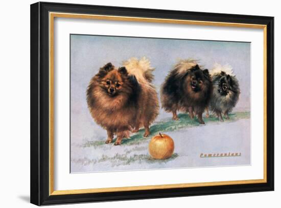 Three of Mrs. Hall Walker's Champion Pomeranians-null-Framed Art Print