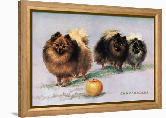 Three of Mrs. Hall Walker's Champion Pomeranians-null-Framed Stretched Canvas