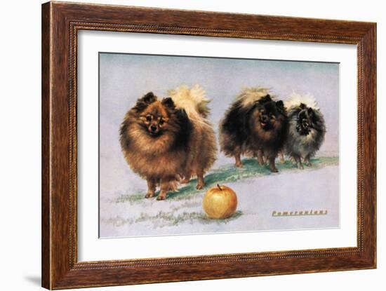 Three of Mrs. Hall Walker's Champion Pomeranians-null-Framed Art Print