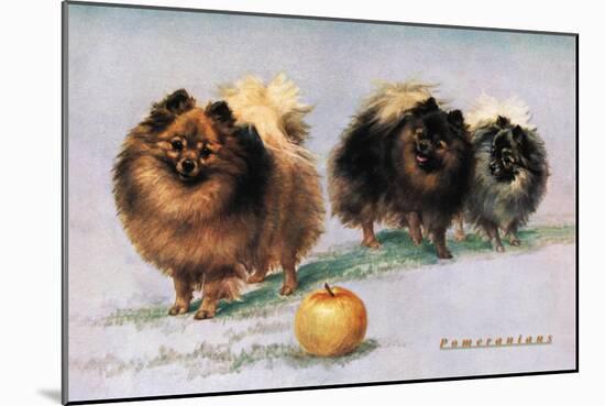 Three of Mrs. Hall Walker's Champion Pomeranians-null-Mounted Art Print