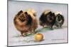 Three of Mrs. Hall Walker's Champion Pomeranians-null-Mounted Art Print