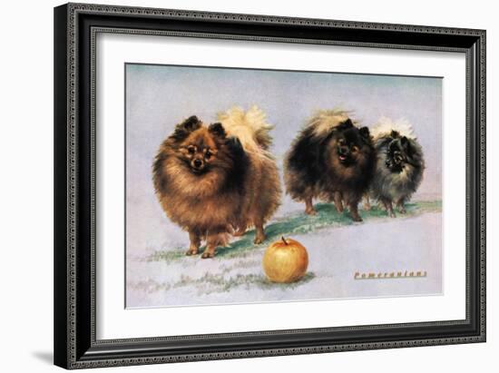 Three of Mrs. Hall Walker's Champion Pomeranians-null-Framed Art Print