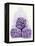 Three Packs of Buckwheat Noodles-Peter Medilek-Framed Premier Image Canvas