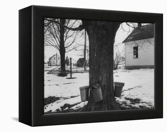 Three Pails Laying Against the Tree for Catching Maple Being Tapped in the Catskill Mt. Region-Richard Meek-Framed Premier Image Canvas