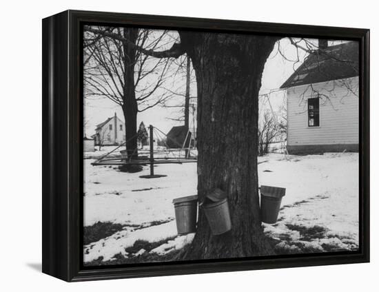 Three Pails Laying Against the Tree for Catching Maple Being Tapped in the Catskill Mt. Region-Richard Meek-Framed Premier Image Canvas