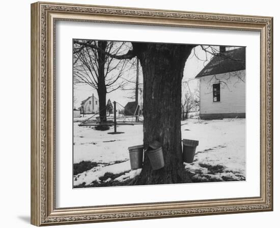 Three Pails Laying Against the Tree for Catching Maple Being Tapped in the Catskill Mt. Region-Richard Meek-Framed Photographic Print