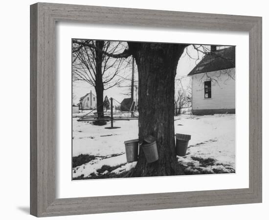 Three Pails Laying Against the Tree for Catching Maple Being Tapped in the Catskill Mt. Region-Richard Meek-Framed Photographic Print