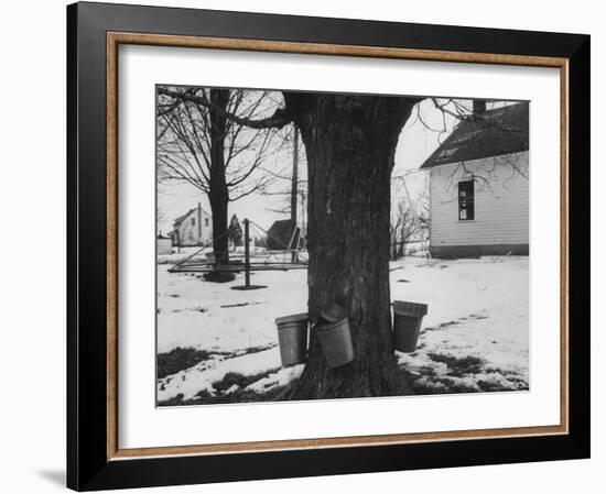 Three Pails Laying Against the Tree for Catching Maple Being Tapped in the Catskill Mt. Region-Richard Meek-Framed Photographic Print