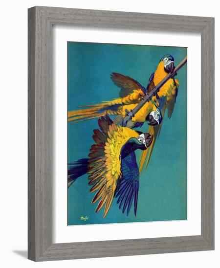 "Three Parrots,"March 11, 1939-Julius Moessel-Framed Giclee Print