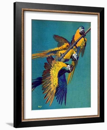 "Three Parrots,"March 11, 1939-Julius Moessel-Framed Giclee Print