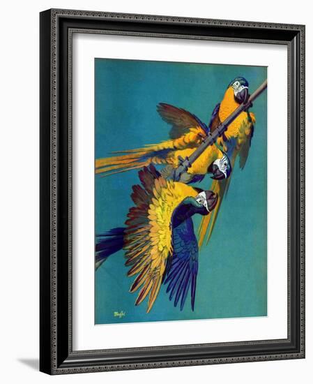 "Three Parrots,"March 11, 1939-Julius Moessel-Framed Giclee Print