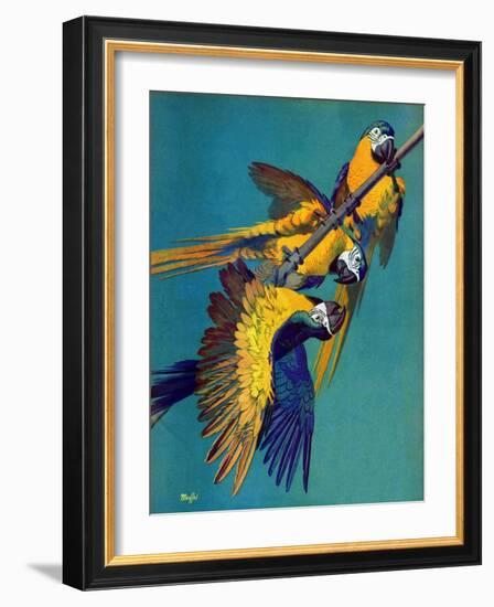 "Three Parrots,"March 11, 1939-Julius Moessel-Framed Giclee Print