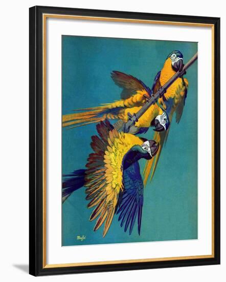 "Three Parrots,"March 11, 1939-Julius Moessel-Framed Giclee Print