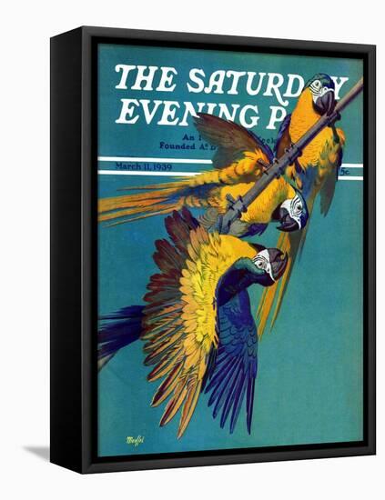 "Three Parrots," Saturday Evening Post Cover, March 11, 1939-Julius Moessel-Framed Premier Image Canvas