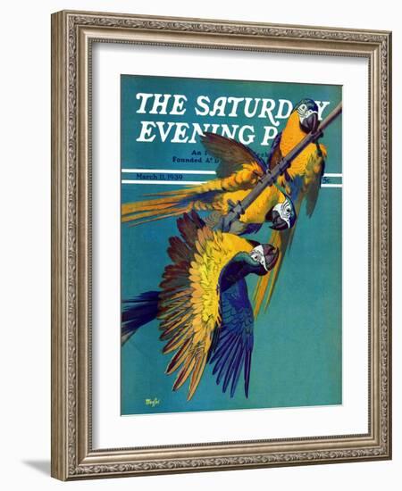 "Three Parrots," Saturday Evening Post Cover, March 11, 1939-Julius Moessel-Framed Giclee Print