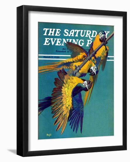 "Three Parrots," Saturday Evening Post Cover, March 11, 1939-Julius Moessel-Framed Giclee Print