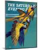 "Three Parrots," Saturday Evening Post Cover, March 11, 1939-Julius Moessel-Mounted Giclee Print