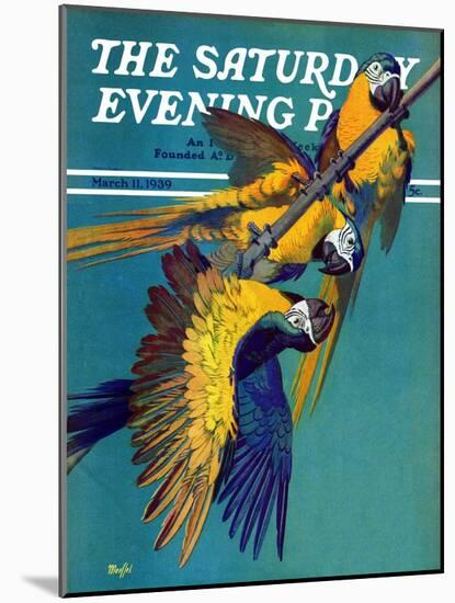 "Three Parrots," Saturday Evening Post Cover, March 11, 1939-Julius Moessel-Mounted Giclee Print