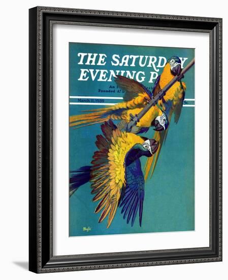 "Three Parrots," Saturday Evening Post Cover, March 11, 1939-Julius Moessel-Framed Giclee Print