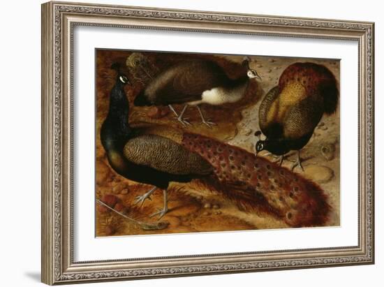 Three Peacocks, 1566-Ludger Tom Ring-Framed Giclee Print