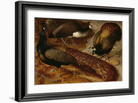 Three Peacocks, 1566-Ludger Tom Ring-Framed Giclee Print