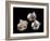 Three pearls displayed inside small oyster shells-Werner Forman-Framed Giclee Print