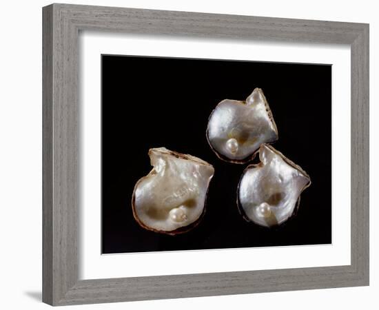 Three pearls displayed inside small oyster shells-Werner Forman-Framed Giclee Print