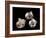 Three pearls displayed inside small oyster shells-Werner Forman-Framed Giclee Print