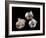 Three pearls displayed inside small oyster shells-Werner Forman-Framed Giclee Print