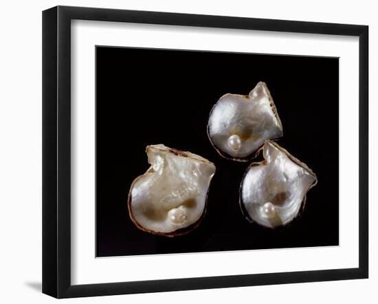 Three pearls displayed inside small oyster shells-Werner Forman-Framed Giclee Print