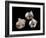 Three pearls displayed inside small oyster shells-Werner Forman-Framed Giclee Print