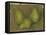 Three Pears, 1878-9-Paul Cezanne-Framed Premier Image Canvas