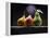 Three Pears-ATU Studios-Framed Premier Image Canvas