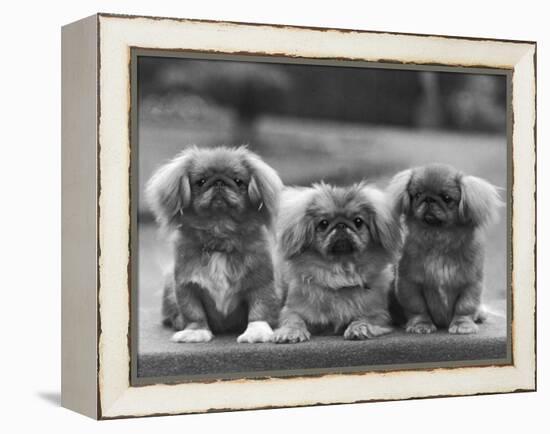 Three Pekingese Puppies One Lying the Other Two Sitting-null-Framed Premier Image Canvas