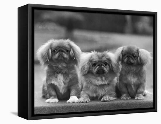 Three Pekingese Puppies One Lying the Other Two Sitting-null-Framed Premier Image Canvas