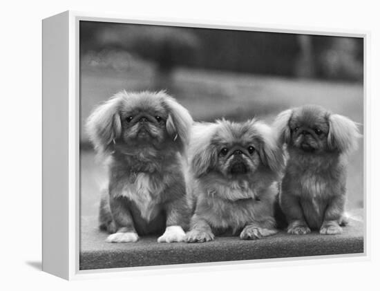 Three Pekingese Puppies One Lying the Other Two Sitting-null-Framed Premier Image Canvas