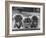 Three Pekingese Puppies One Lying the Other Two Sitting-null-Framed Photographic Print