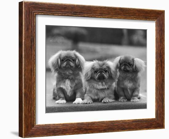 Three Pekingese Puppies One Lying the Other Two Sitting-null-Framed Photographic Print